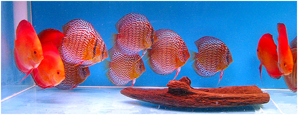 Diskusfische im Schwarmaquarium Diskusfische im Schwarmaquarium