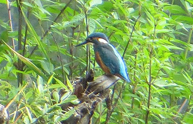 Eisvogel an der Weißen Elster